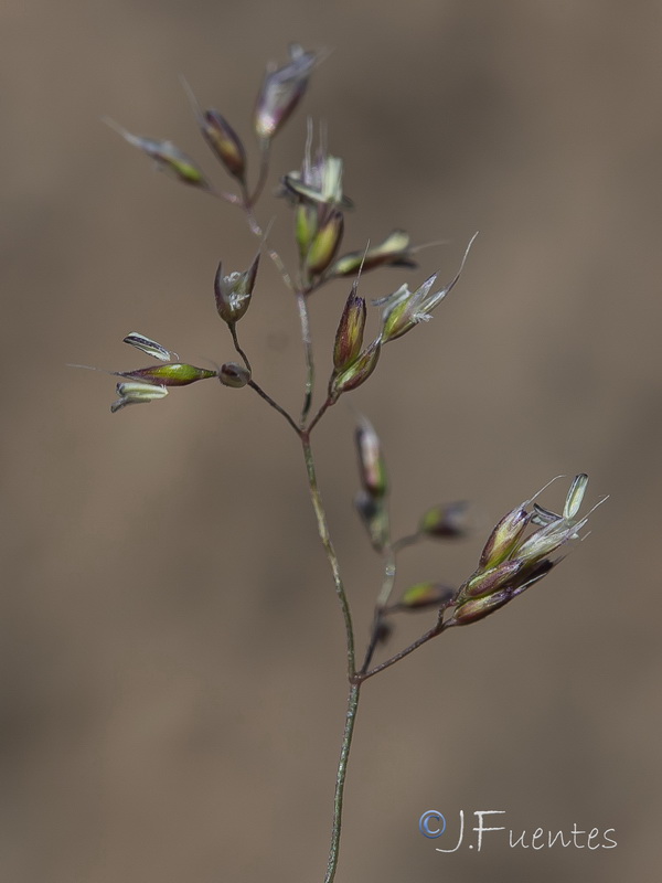 Agrostis nevadensis.11