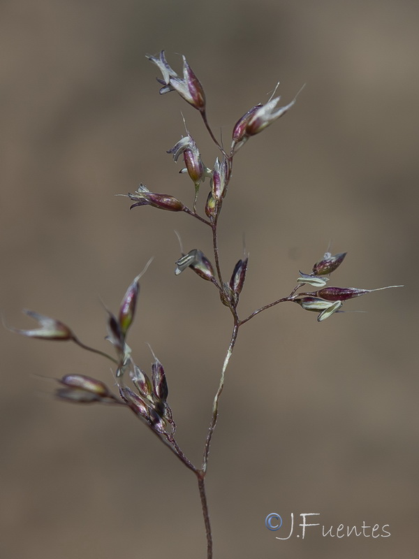 Agrostis nevadensis.12
