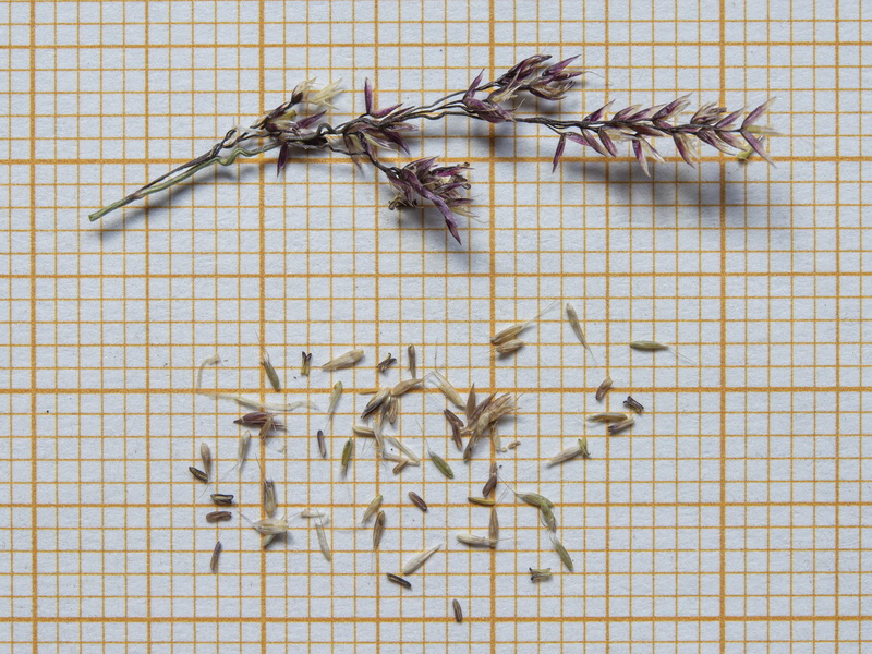 Agrostis nevadensis