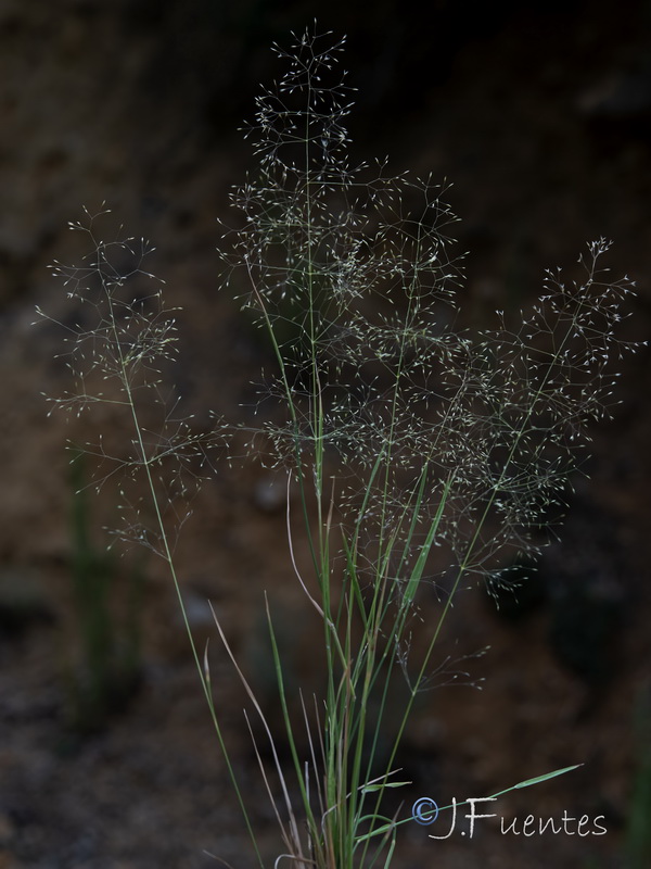 Agrostis reuteri01