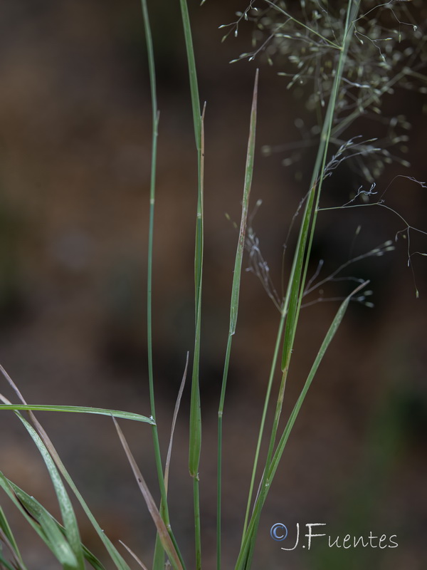 Agrostis reuteri02