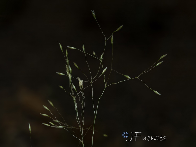 Agrostis reuteri04