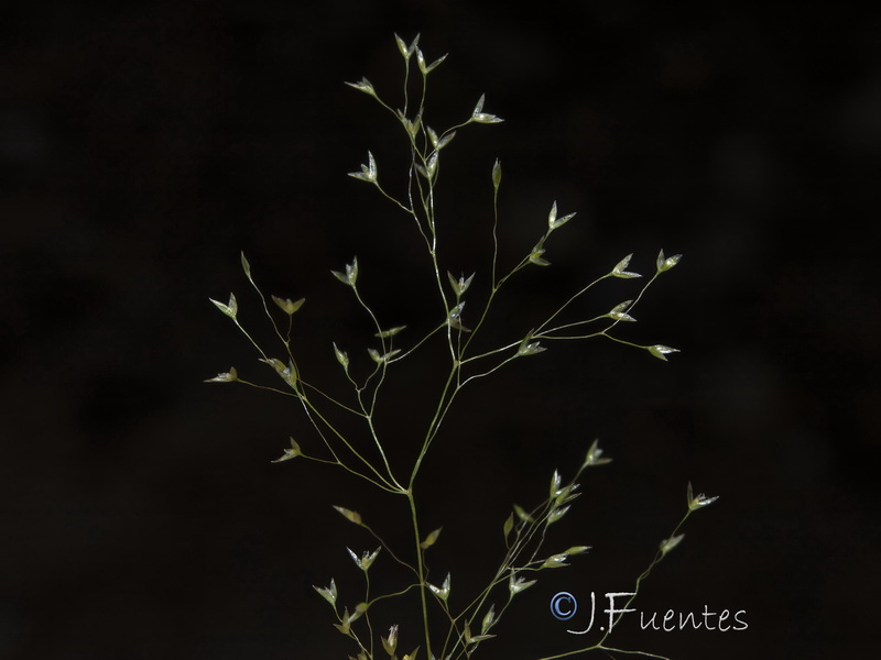 Agrostis reuteri05