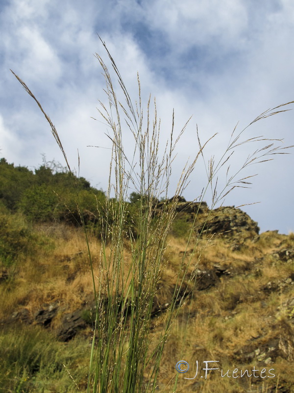 Agrostis stolonifera.01