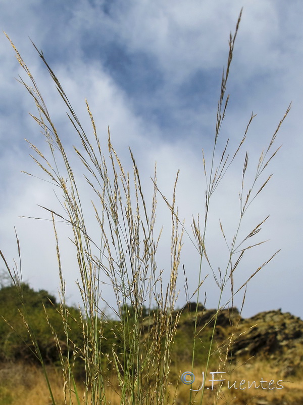 Agrostis stolonifera.02