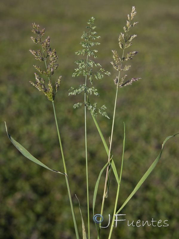 Agrostis stolonifera.03