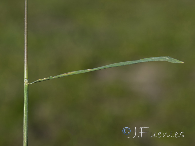 Agrostis stolonifera.05