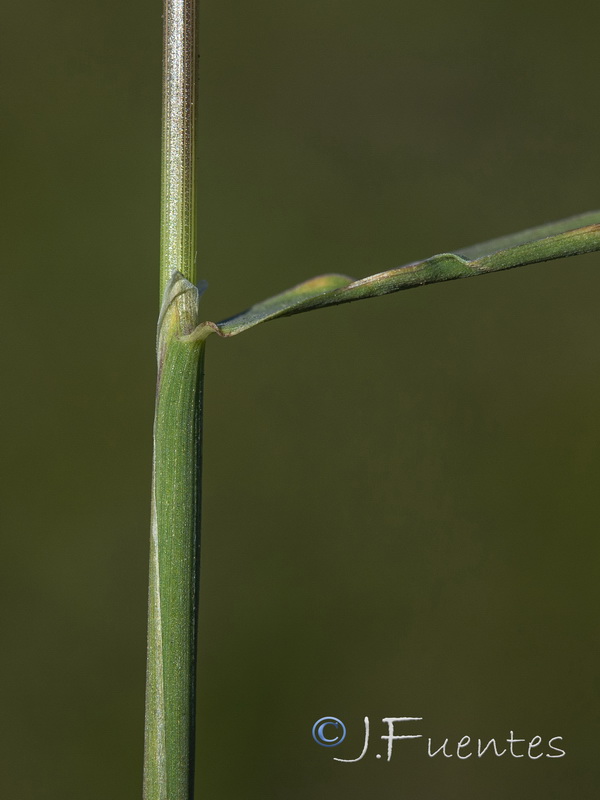 Agrostis stolonifera.06