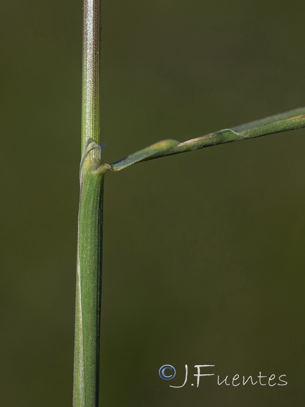 Agrostis stolonifera.06