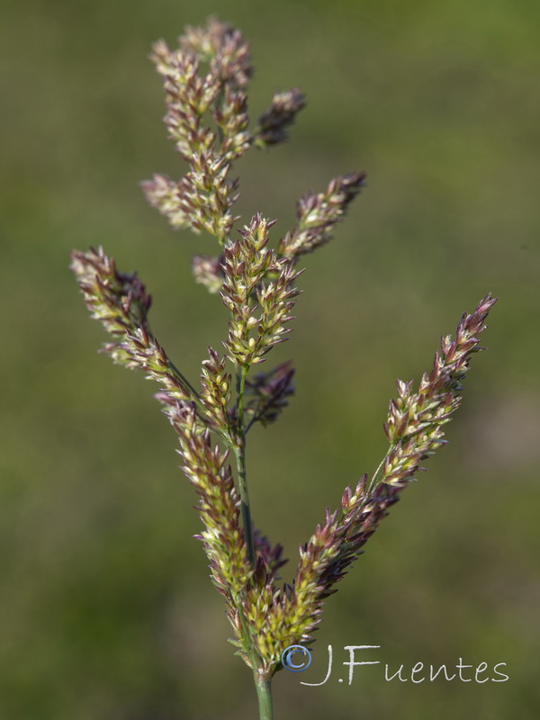 Agrostis stolonifera.07