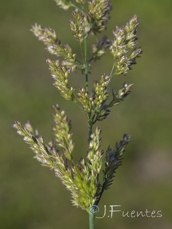 Agrostis stolonifera.08