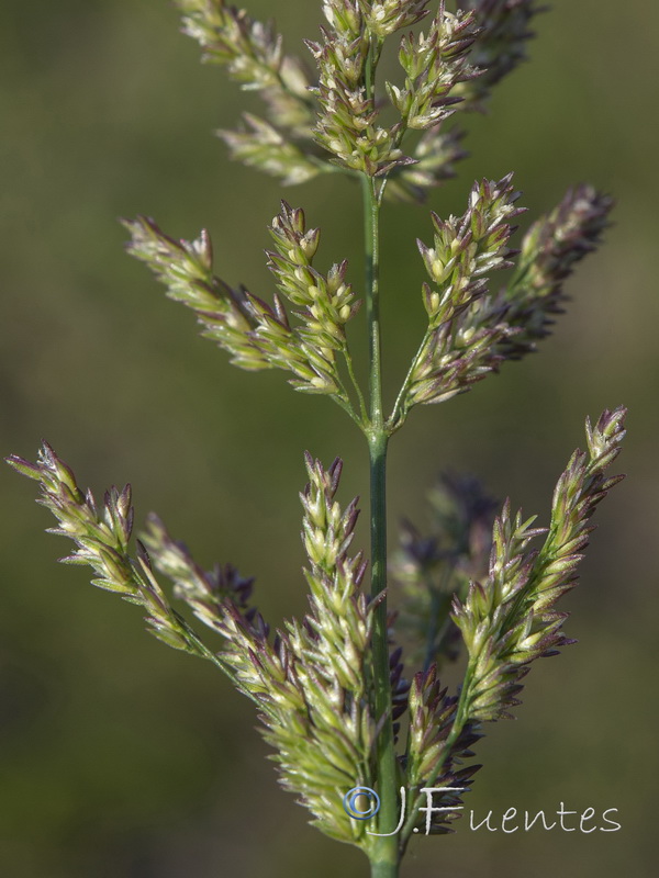 Agrostis stolonifera.09