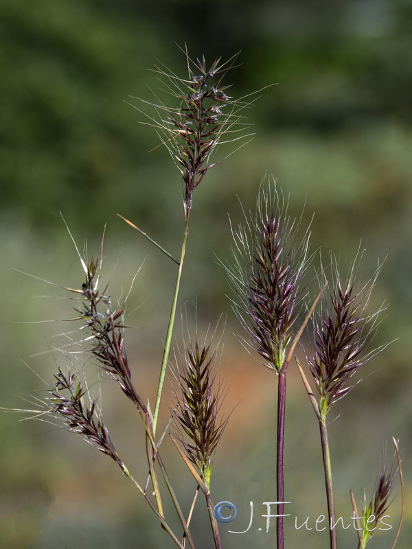 Agrostis subspicata subspicata.01