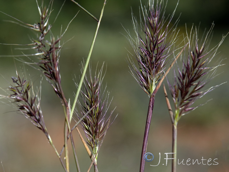 Agrostis subspicata subspicata.02