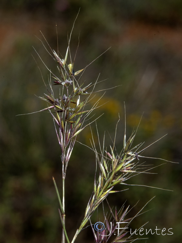 Agrostis subspicata subspicata.03