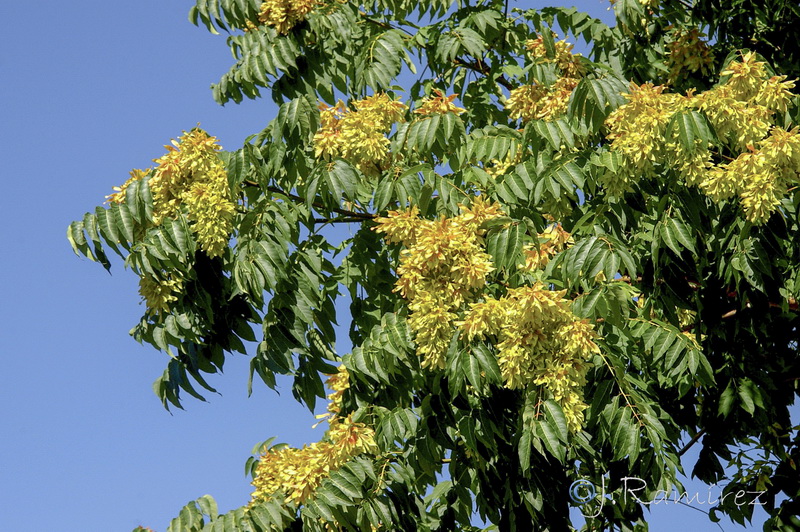 Ailanthus altissima .06