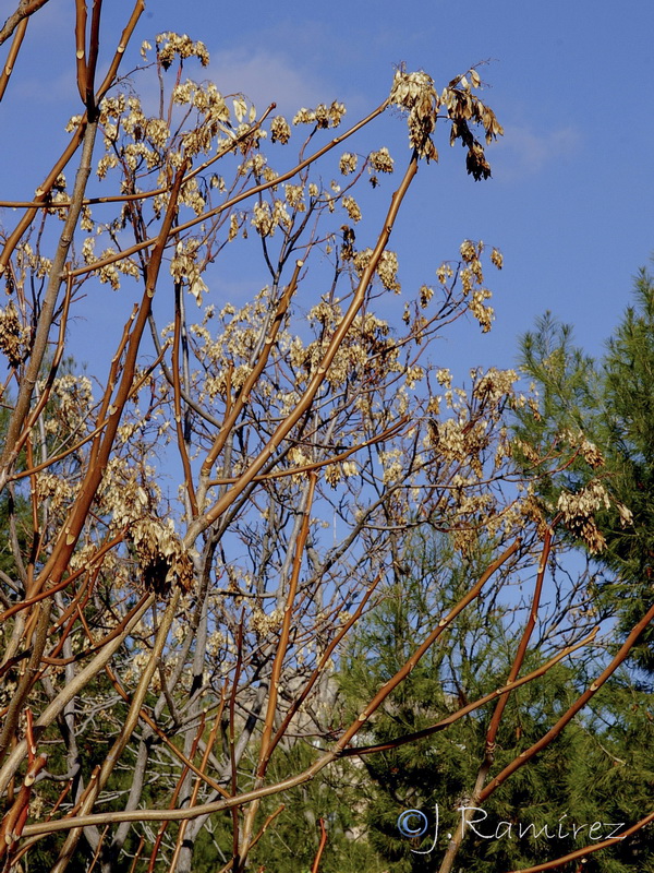 Ailanthus altissima .10