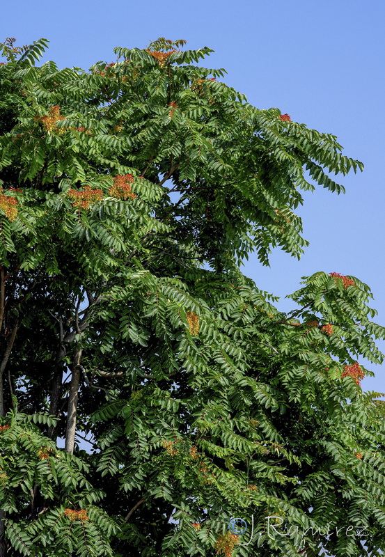 Ailanthus altissima .16