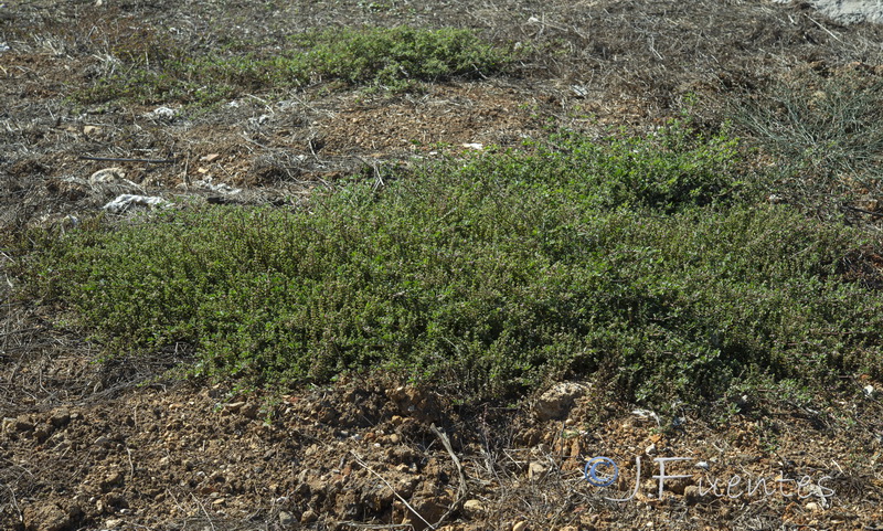 Galenia pubescens.06