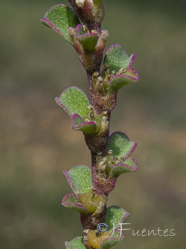 Galenia pubescens.08