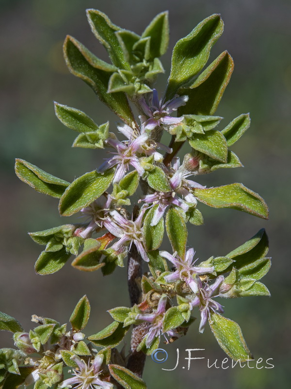 Galenia pubescens.14