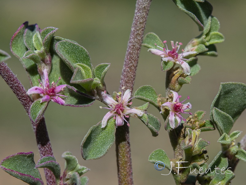 Galenia pubescens.15