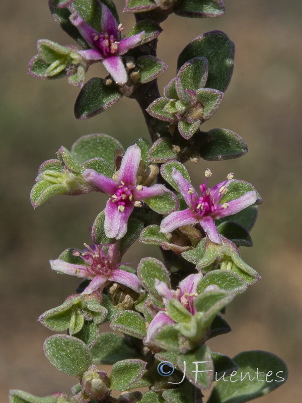 Galenia pubescens.17