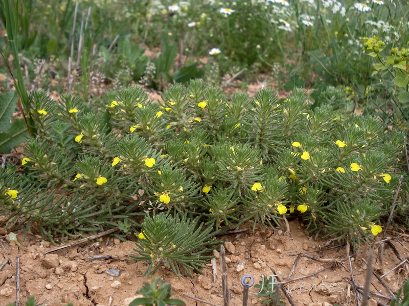 Ajuga chamaepitys.10