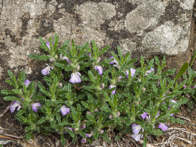 Ajuga iva iva.01