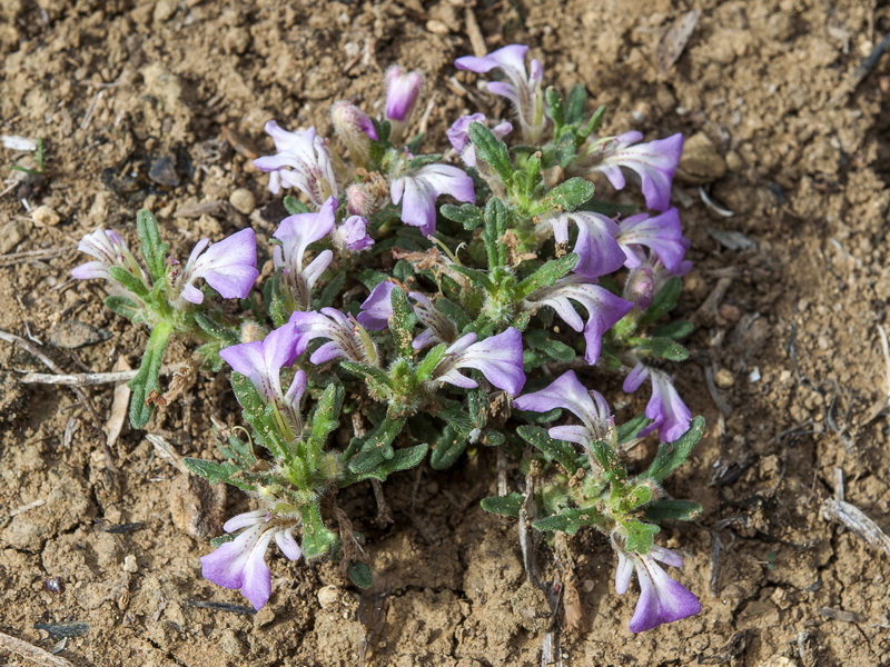 Ajuga iva iva.02