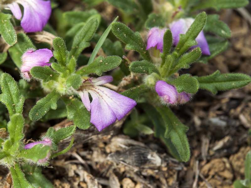 Ajuga iva iva.03
