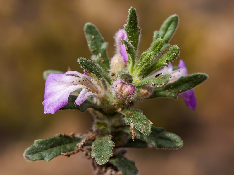 Ajuga iva iva.04