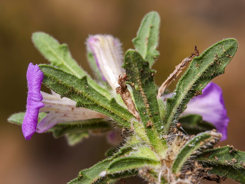 Ajuga iva iva.05