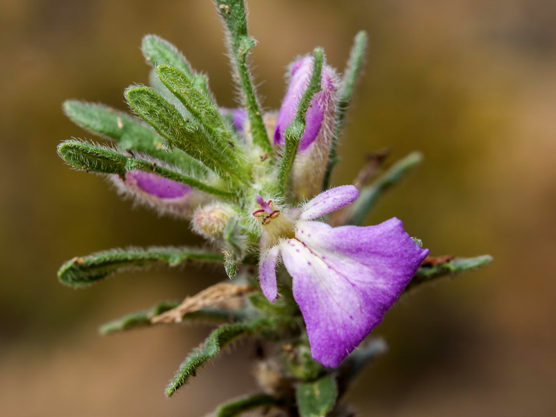 Ajuga iva iva.07