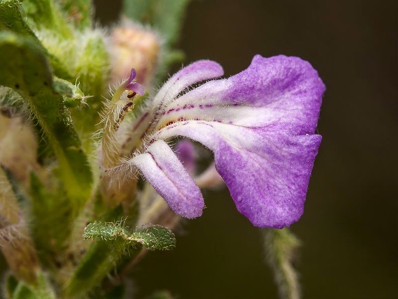 Ajuga iva iva.09
