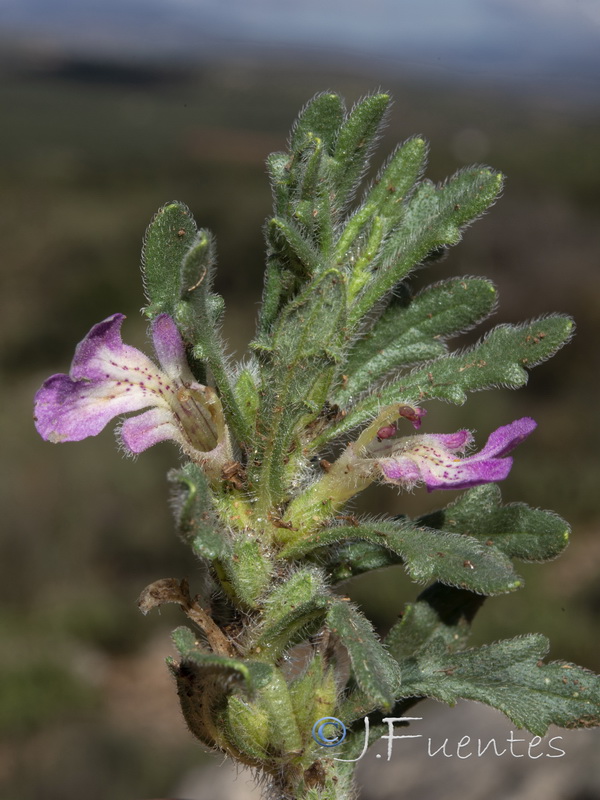 Ajuga iva iva.14