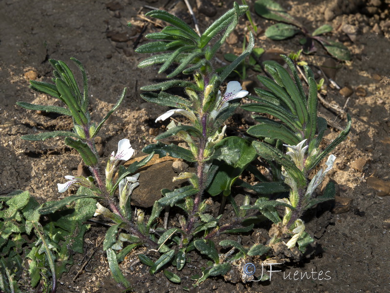 Ajuga iva iva.15