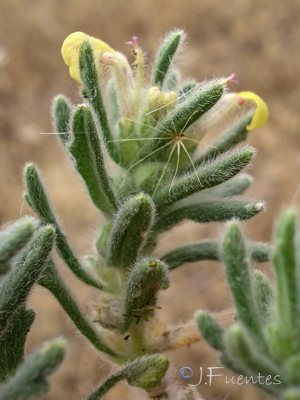 Ajuga iva pseudoiva.02