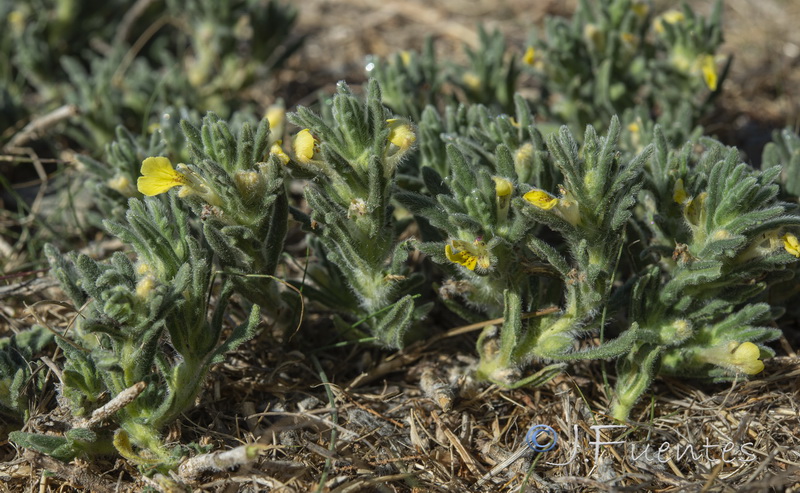 Ajuga iva pseudoiva.01