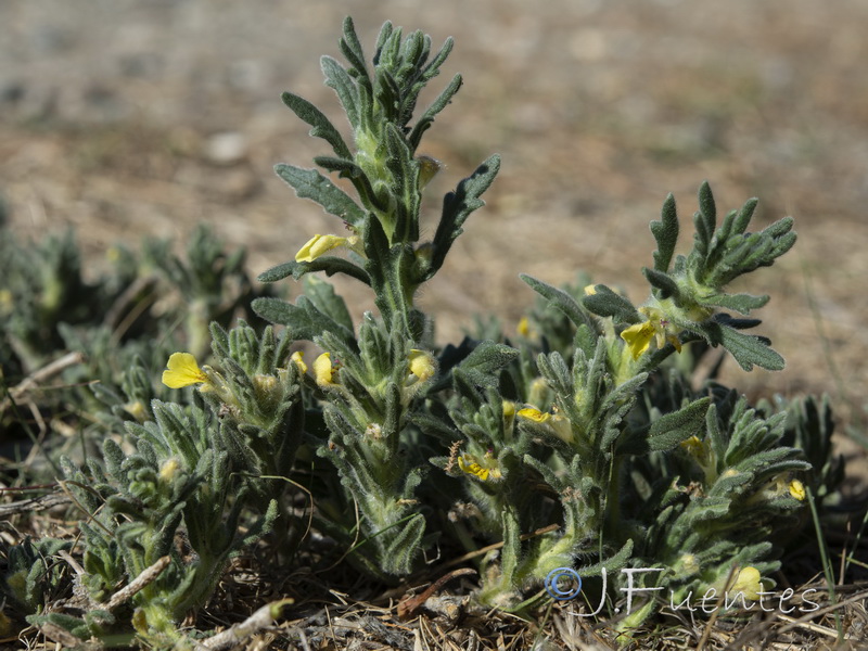 Ajuga iva pseudoiva.06