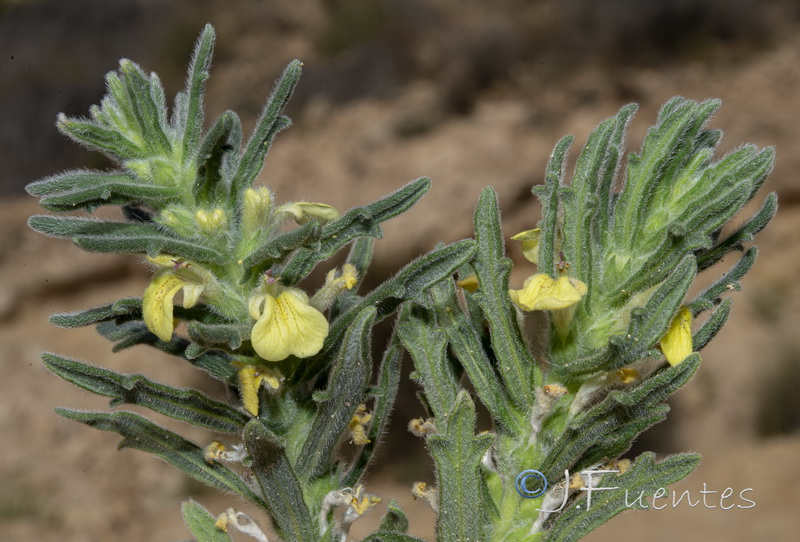 Ajuga iva pseudoiva.08