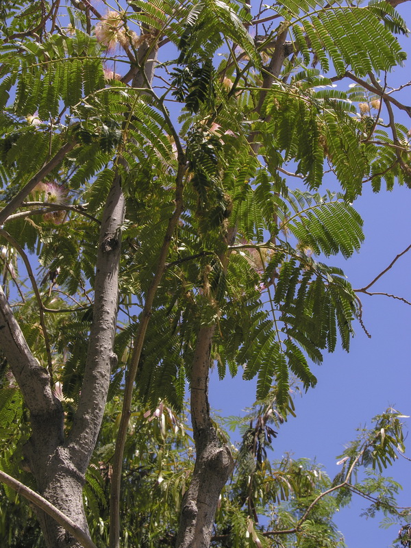 Albizia julibrissin.01