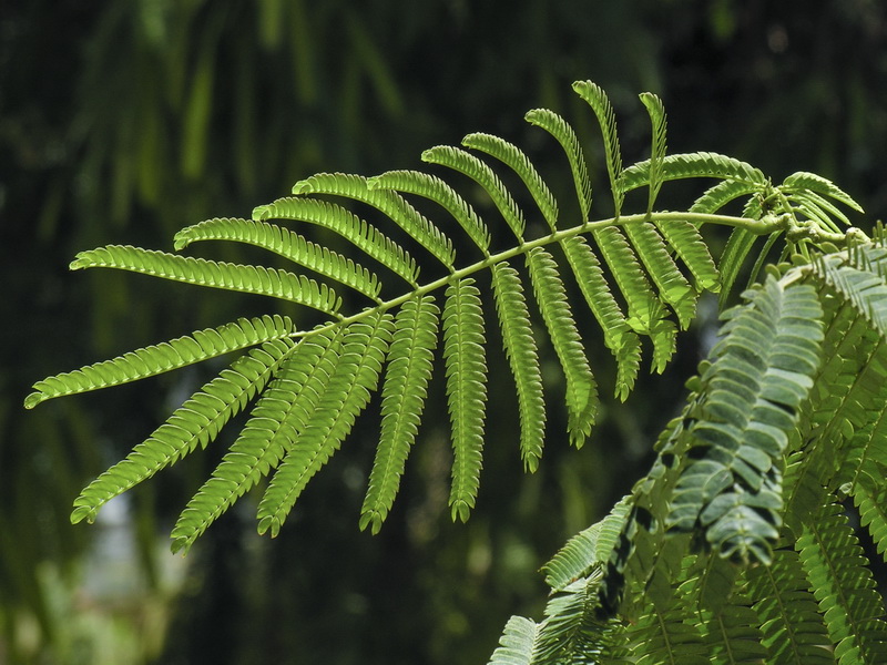 Albizia julibrissin.04