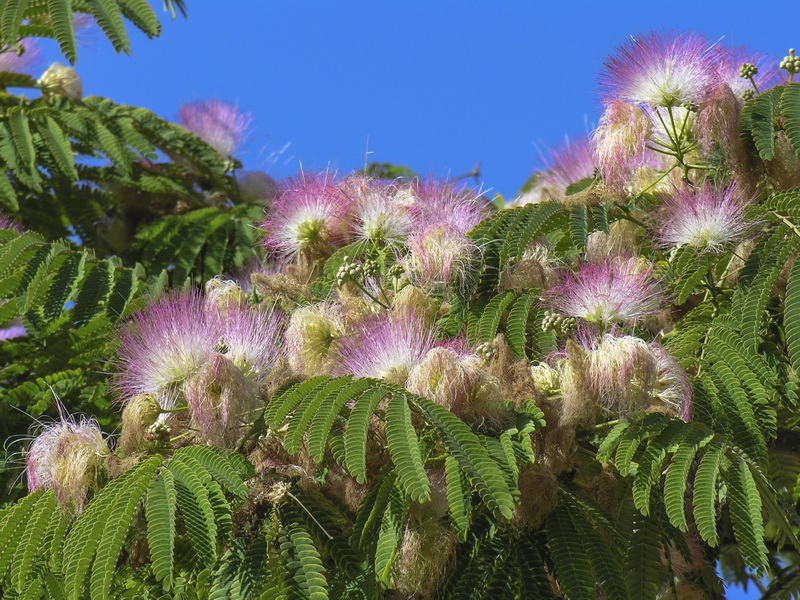 Albizia julibrissin.06