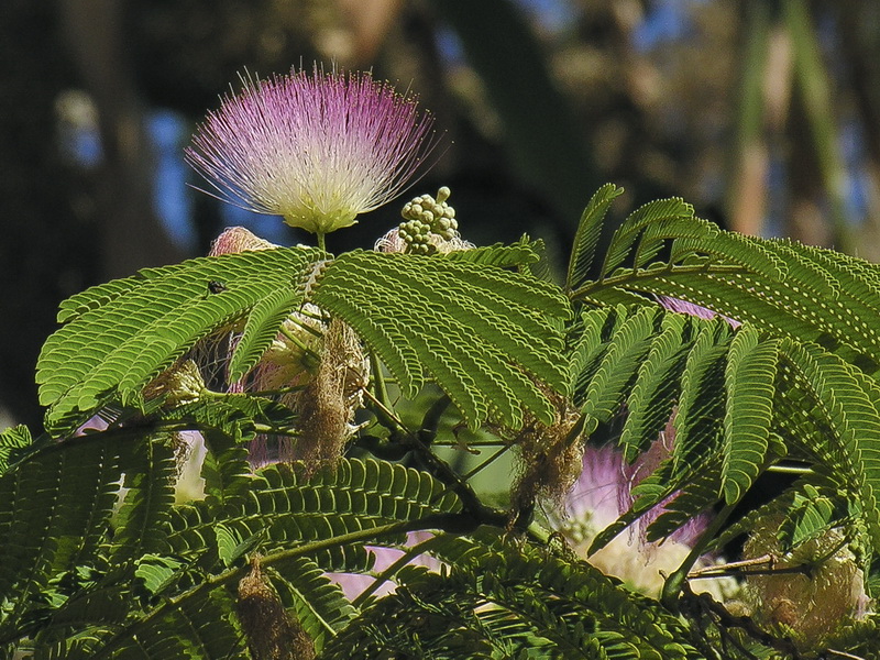 Albizia julibrissin.11