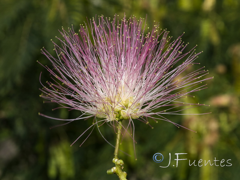 Albizia julibrissin.16