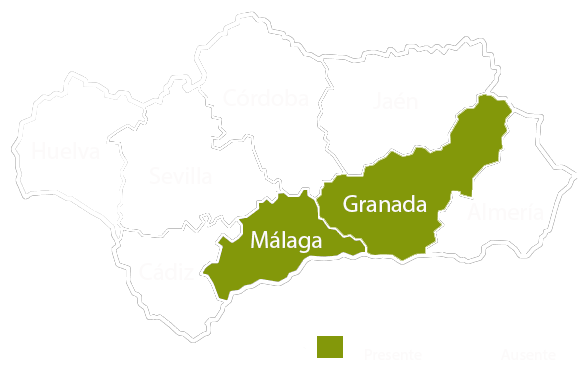 Andalucia copia