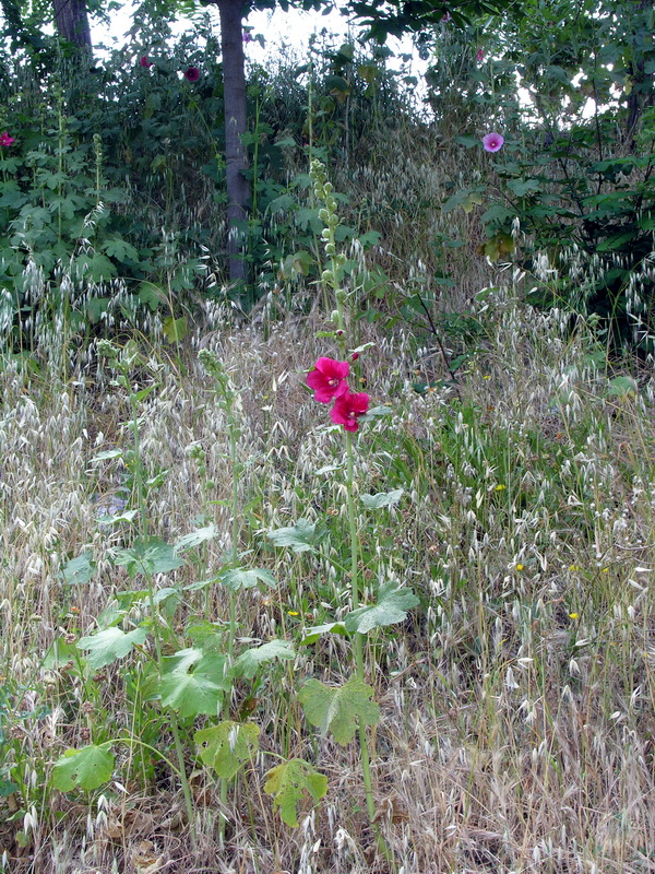 Alcea rosea.01