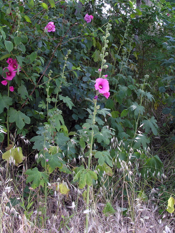 Alcea rosea.02