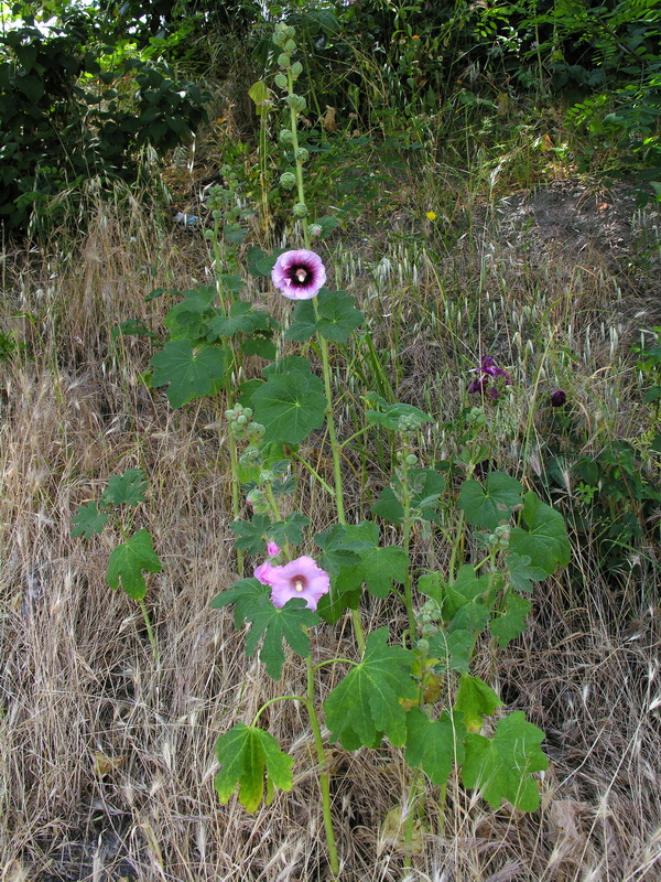 Alcea rosea.03